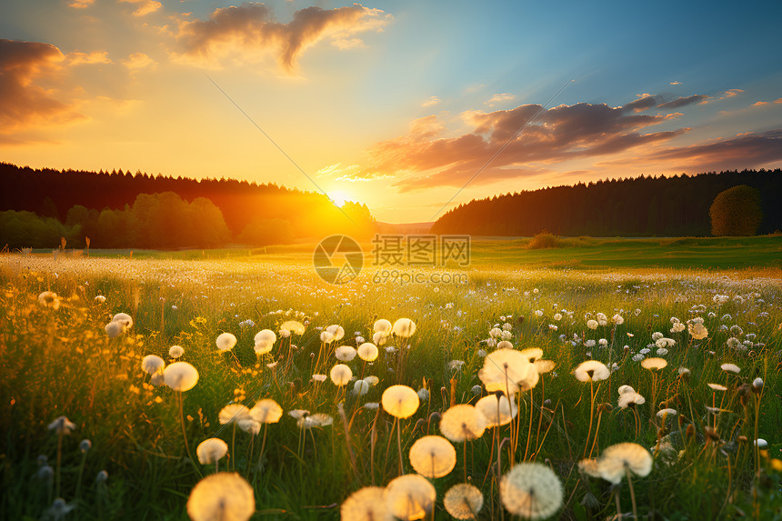 夕阳下的蒲公英花海图片