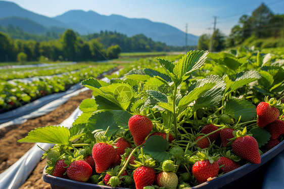 丰收的草莓果园图片