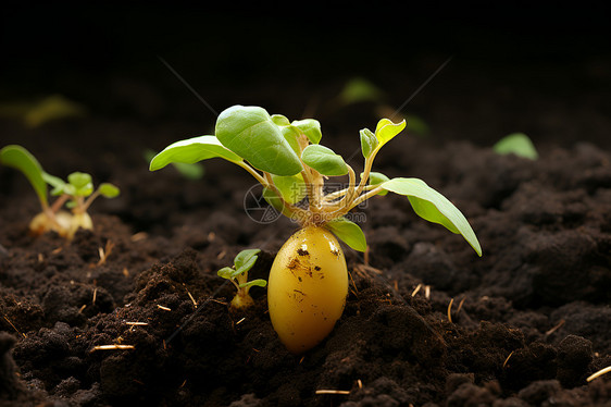 土壤中的土豆图片