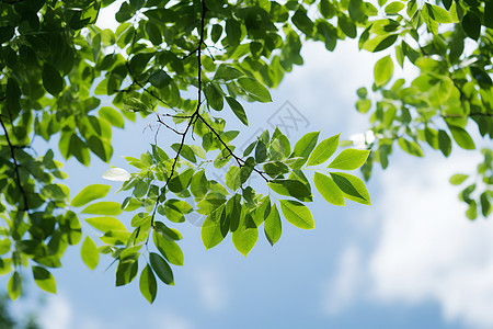 夏日绿树翠叶背景图片