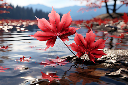 红叶悬浮湖面上背景图片