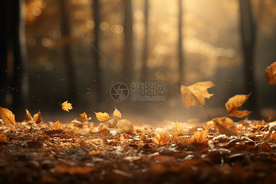森林中的落叶图片