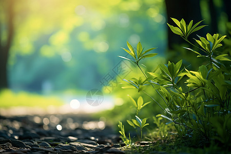 地上的小草图片