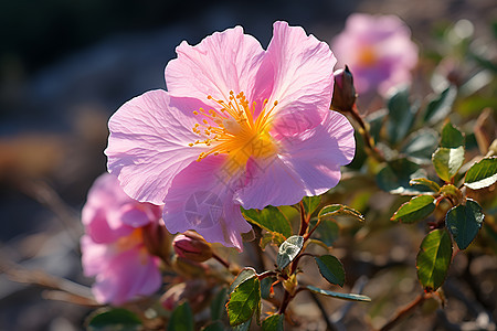 一枝粉色花朵背景图片