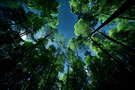 星空下的森林图片