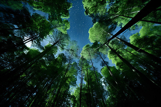 星空下的森林图片