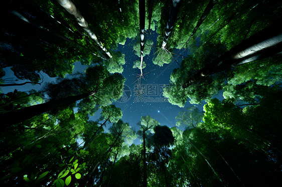 星空映射下的森林图片
