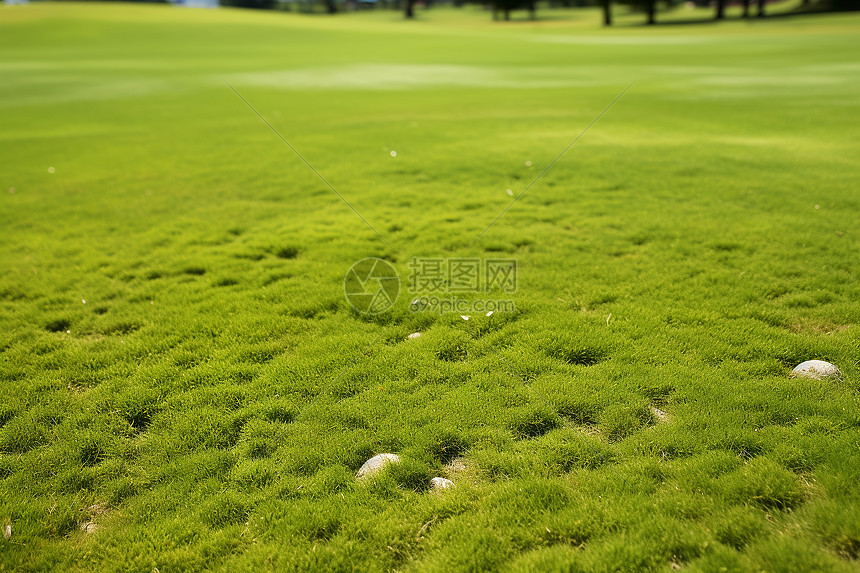 翠绿的高尔夫球场图片