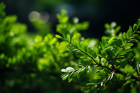 树枝上的绿叶背景图片