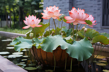 阳光下的莲花池背景图片