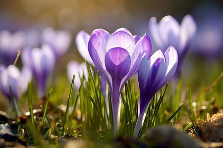 春日暖阳照耀下一片紫色花海图片