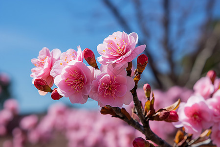 粉色花朵绽放图片