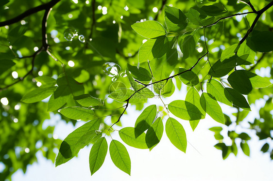 清新夏日的树叶下图片