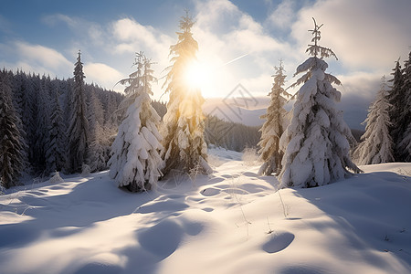 冬季白雪覆盖的丛林景观背景图片