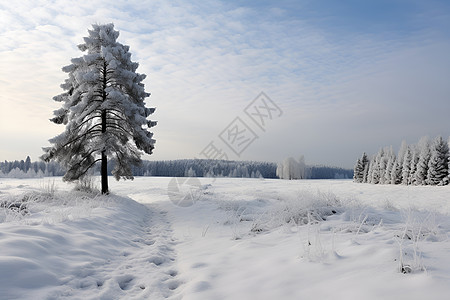 寒冬中的孤独树图片