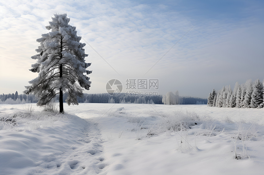 寒冬中的孤独树图片