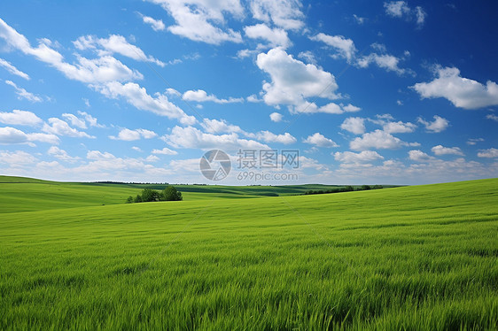 郁郁葱葱的草原景观图片