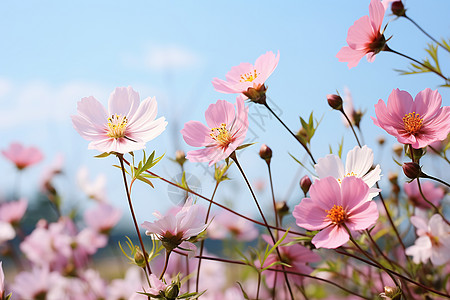 夏季美丽绽放的小雏菊花海图片