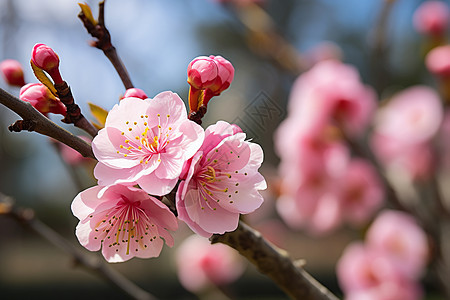 清新绽放的樱花花朵图片