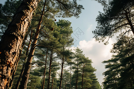 风景优美的夏季森林景观图片