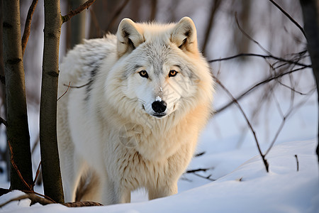 雪地中的白狼图片
