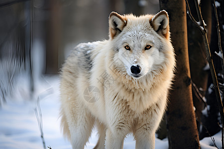 冬日风雪中的狼图片