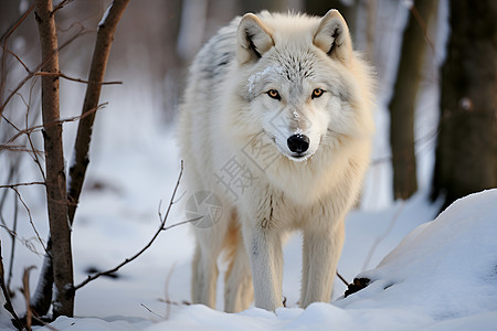 雪地中的孤狼图片