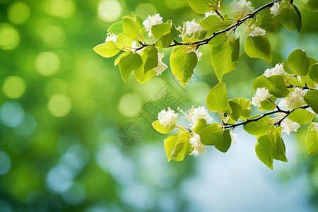 夏日绿意的花园景观图片