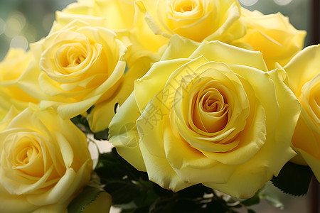 花园里的黄玫瑰背景图片