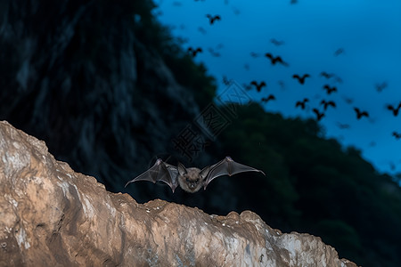 三阴交穴山洞里的蝙蝠背景