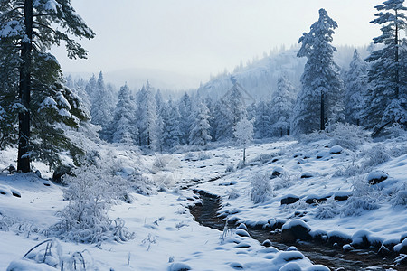 雪山林间的溪流图片