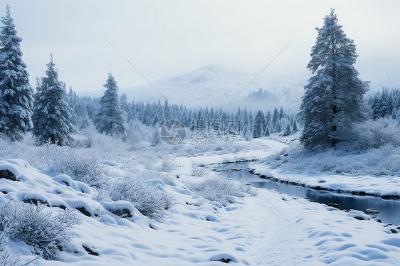 冬季白雪覆盖的山谷丛林景观图片