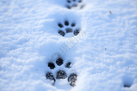 雪地中狗爪的痕迹图片