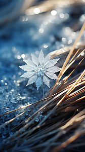 冬日草丛上的一片雪花背景图片