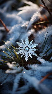 冬日林中的雪花背景图片