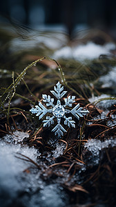 冬日针叶上的单个雪花图片