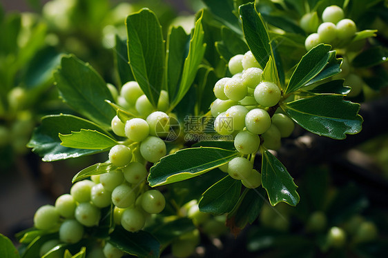 农业种植的浆果种植果园图片