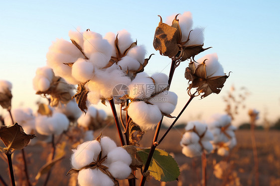 乡村农业种植的棉花田野图片