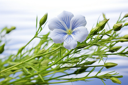 清新自然的牵牛花花朵图片