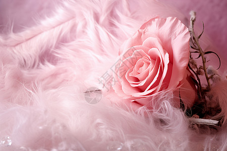 仪式感的浪漫玫瑰花朵背景图片