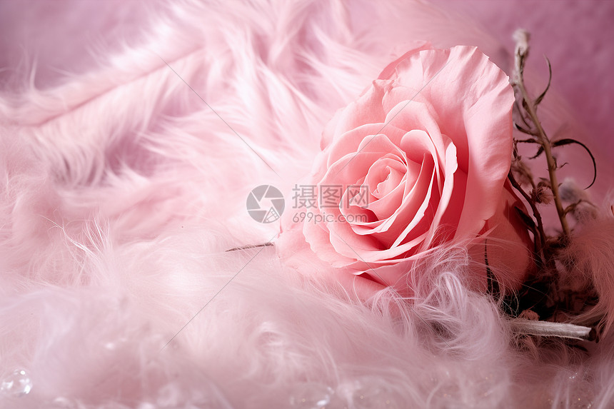 仪式感的浪漫玫瑰花朵图片