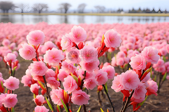 花海浸染在公园里图片