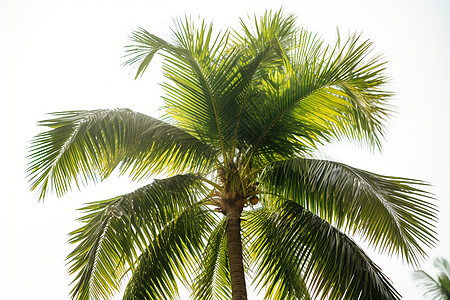 热带的棕榈树图片