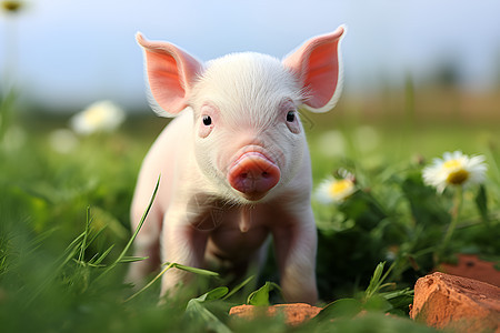草地上的小猪图片