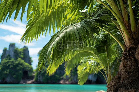 海滩上的棕榈树图片