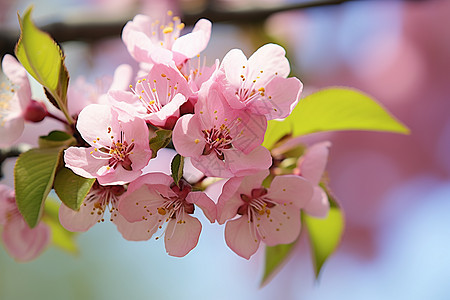 粉色花朵盛开的枝条背景图片