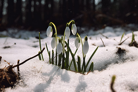 冰雪中绽放的花朵图片