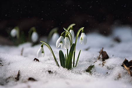 白雪中生长的植物图片