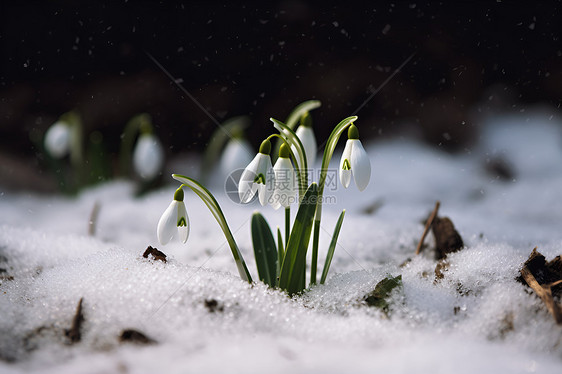 白雪中生长的植物图片