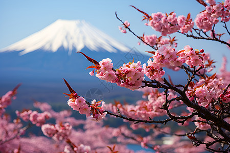 樱花和富士山图片